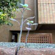 ヒメ日記 2025/04/12 20:37 投稿 信濃町しょうこ THE痴漢電車.com