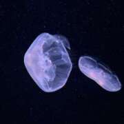 ヒメ日記 2025/05/25 16:03 投稿 信濃町しょうこ THE痴漢電車.com