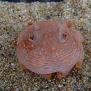 ヒメ日記 2025/11/08 22:47 投稿 信濃町しょうこ THE痴漢電車.com