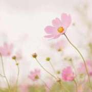 ヒメ日記 2025/11/22 21:03 投稿 信濃町しょうこ THE痴漢電車.com