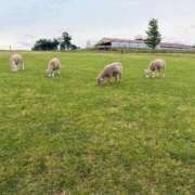 ヒメ日記 2025/07/13 19:31 投稿 えな 渋谷蘭の会