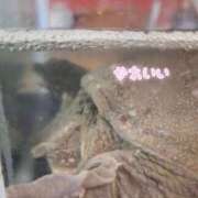 ヒメ日記 2025/04/24 17:43 投稿 リラ SMAT×SMAT（スマットスマット）