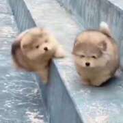 ひな 出勤します?*゜ 池袋ぱんぷきん（シンデレラグループ）