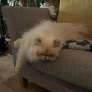 ヒメ日記 2024/12/26 11:09 投稿 ゆみこ 性腺熟女100％（デリヘル市場）