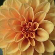 ヒメ日記 2025/07/07 14:45 投稿 ゆみこ 性腺熟女100％（デリヘル市場）