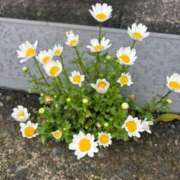 ヒメ日記 2025/04/30 17:54 投稿 黒井 熟女の風俗最終章 横浜本店