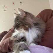 ヒメ日記 2025/04/17 21:36 投稿 なお どMばすたーず すすきの店