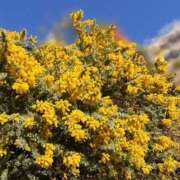 ヒメ日記 2025/03/11 10:46 投稿 岸本いくみ 月の真珠-五反田-