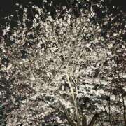 ヒメ日記 2025/04/04 09:56 投稿 岸本いくみ 月の真珠-五反田-