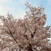 ヒメ日記 2025/04/09 09:36 投稿 岸本いくみ 月の真珠-五反田-