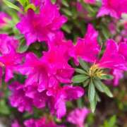 ヒメ日記 2025/04/22 13:26 投稿 岸本いくみ 月の真珠-五反田-