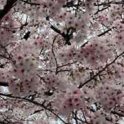 ヒメ日記 2026/03/29 21:30 投稿 岸本いくみ 月の真珠-五反田-