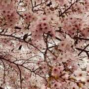 ヒメ日記 2026/04/01 20:20 投稿 岸本いくみ 月の真珠-五反田-