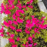 ヒメ日記 2026/04/11 23:20 投稿 岸本いくみ 月の真珠-五反田-