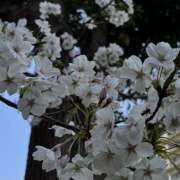 ヒメ日記 2025/04/07 08:56 投稿 めんま ここ恋