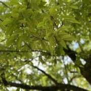 ヒメ日記 2025/06/22 06:30 投稿 めんま ここ恋