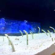 ヒメ日記 2025/06/26 13:59 投稿 みつき 僕らのぽっちゃリーノin野田