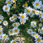 ヒメ日記 2025/02/15 19:11 投稿 あど 川越ぷよステーション