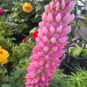 ヒメ日記 2025/02/25 17:02 投稿 あど 川越ぷよステーション