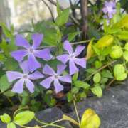 ヒメ日記 2025/04/21 14:23 投稿 あど 川越ぷよステーション