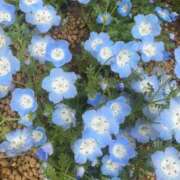 ヒメ日記 2025/04/28 15:04 投稿 あど 川越ぷよステーション