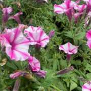 ヒメ日記 2025/05/19 16:23 投稿 あど 川越ぷよステーション