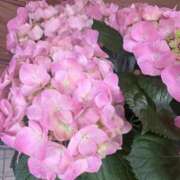 ヒメ日記 2025/05/27 08:13 投稿 あど 川越ぷよステーション