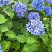 ヒメ日記 2025/06/30 16:23 投稿 あど 川越ぷよステーション