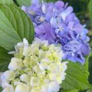 ヒメ日記 2025/08/01 16:53 投稿 あど 川越ぷよステーション