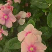 ヒメ日記 2025/08/18 16:53 投稿 あど 川越ぷよステーション