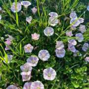 ヒメ日記 2025/09/29 14:13 投稿 あど 川越ぷよステーション