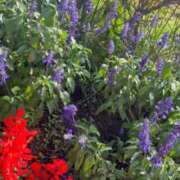 ヒメ日記 2025/10/17 16:53 投稿 あど 川越ぷよステーション