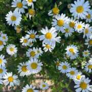 ヒメ日記 2025/10/31 10:23 投稿 あど 川越ぷよステーション