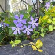 ヒメ日記 2025/12/26 19:33 投稿 あど 川越ぷよステーション