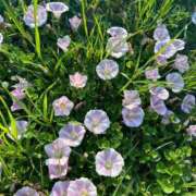 ヒメ日記 2025/01/29 16:58 投稿 あど ぷよステーション大宮店