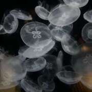 ヒメ日記 2025/03/17 17:03 投稿 あど ぷよステーション大宮店