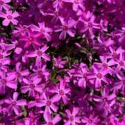 ヒメ日記 2025/04/14 15:14 投稿 あど ぷよステーション大宮店