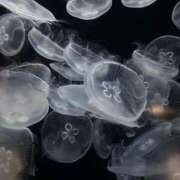 ヒメ日記 2026/01/19 06:44 投稿 あど ぷよステーション大宮店