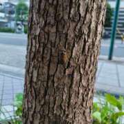 ヒメ日記 2025/07/08 14:26 投稿 れん ギン妻パラダイス 十三店