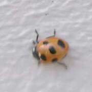 ヒメ日記 2026/03/23 10:55 投稿 れん ギン妻パラダイス 十三店