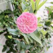 れん 家の近くで咲いていた  お花🌸 ギン妻パラダイス 十三店