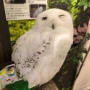 ヒメ日記 2026/08/08 19:03 投稿 れん ギン妻パラダイス 十三店