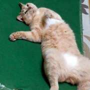 ヒメ日記 2025/08/26 22:06 投稿 羽生 けい Mの世界