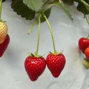 ヒメ日記 2026/04/19 13:16 投稿 リナ エピソード(品川)