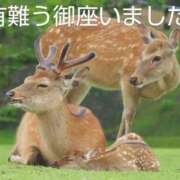 ヒメ日記 2025/07/19 09:26 投稿 ひさこ 熟女総本店 日本橋ミナミエリア店