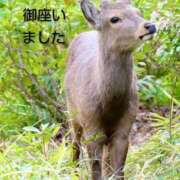 ヒメ日記 2026/03/27 18:06 投稿 ひさこ 熟女総本店 日本橋ミナミエリア店