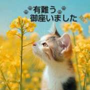 ヒメ日記 2026/04/15 21:06 投稿 ひさこ 熟女総本店 日本橋ミナミエリア店