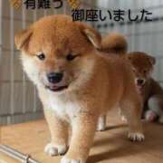 ヒメ日記 2026/04/29 11:26 投稿 ひさこ 熟女総本店 日本橋ミナミエリア店