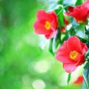 ヒメ日記 2025/01/11 09:20 投稿 松浦千香 こあくまな熟女たち岩国店(KOAKUMAグループ)