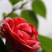 ヒメ日記 2025/02/08 23:25 投稿 松浦千香 こあくまな熟女たち岩国店(KOAKUMAグループ)